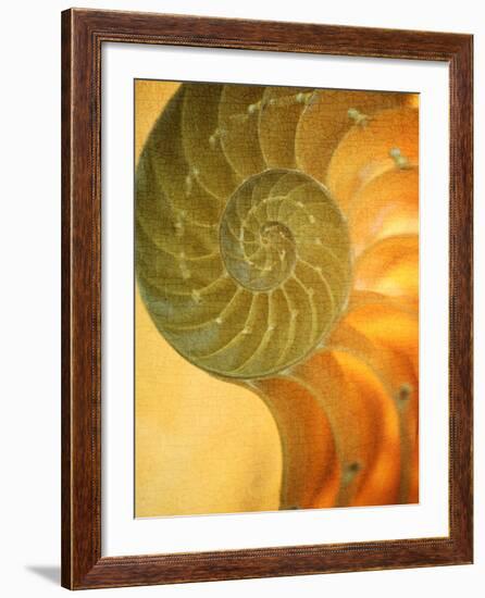 Shells 7-Doug Chinnery-Framed Photographic Print