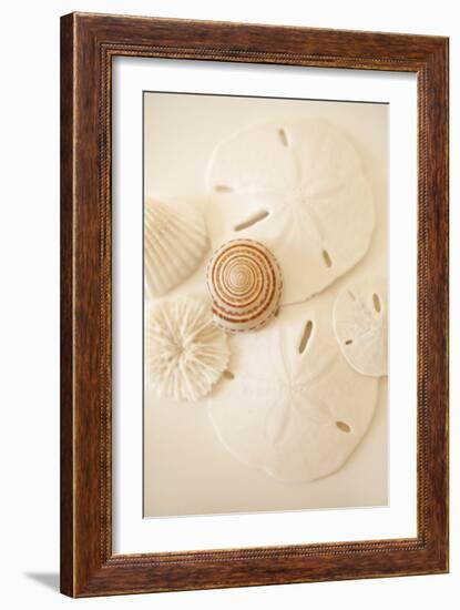 Shells and Dollars-Karyn Millet-Framed Photographic Print