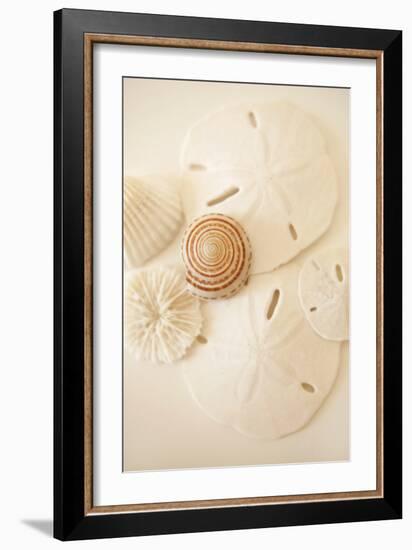 Shells and Dollars-Karyn Millet-Framed Photographic Print