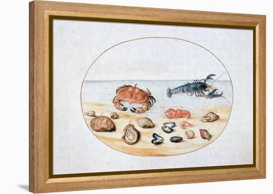 Shells and Shellfish, 16th Century-Joris Hoefnagel-Framed Premier Image Canvas