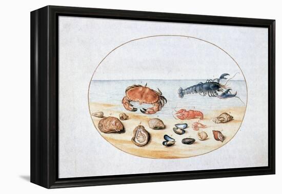 Shells and Shellfish, 16th Century-Joris Hoefnagel-Framed Premier Image Canvas