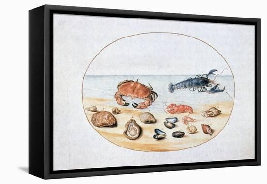 Shells and Shellfish, 16th Century-Joris Hoefnagel-Framed Premier Image Canvas