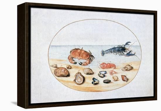 Shells and Shellfish, 16th Century-Joris Hoefnagel-Framed Premier Image Canvas