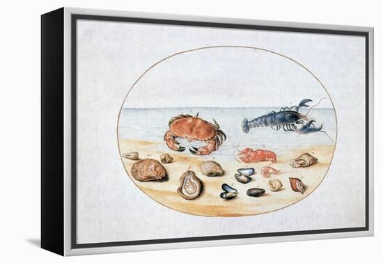 Shells and Shellfish, 16th Century-Joris Hoefnagel-Framed Premier Image Canvas