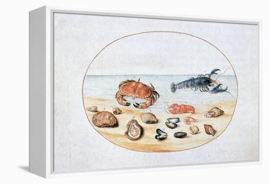 Shells and Shellfish, 16th Century-Joris Hoefnagel-Framed Premier Image Canvas