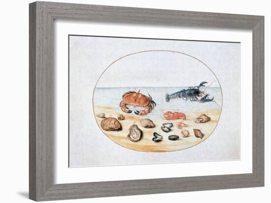 Shells and Shellfish, 16th Century-Joris Hoefnagel-Framed Giclee Print