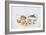 Shells and Shellfish, 16th Century-Joris Hoefnagel-Framed Giclee Print