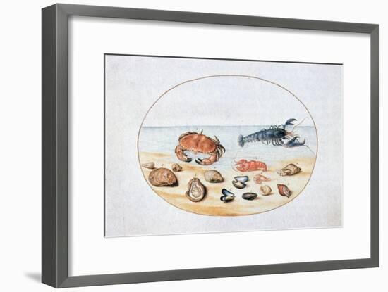 Shells and Shellfish, 16th Century-Joris Hoefnagel-Framed Giclee Print