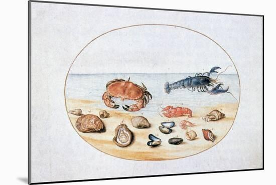 Shells and Shellfish, 16th Century-Joris Hoefnagel-Mounted Giclee Print