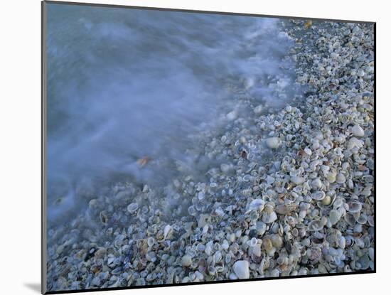 Shells at Beach, Sanibel Island, Florida-Rolf Nussbaumer-Mounted Photographic Print