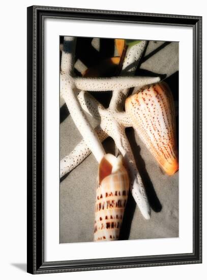 Shells by the Sea I-Alan Hausenflock-Framed Photographic Print