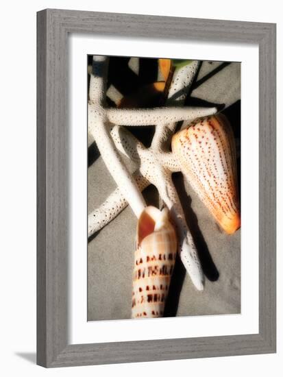 Shells by the Sea I-Alan Hausenflock-Framed Photographic Print