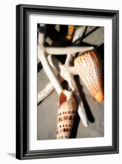 Shells by the Sea I-Alan Hausenflock-Framed Photographic Print