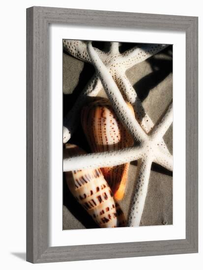 Shells by the Sea II-Alan Hausenflock-Framed Photographic Print