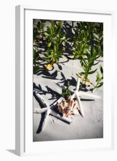 Shells by the Sea III-Alan Hausenflock-Framed Photographic Print