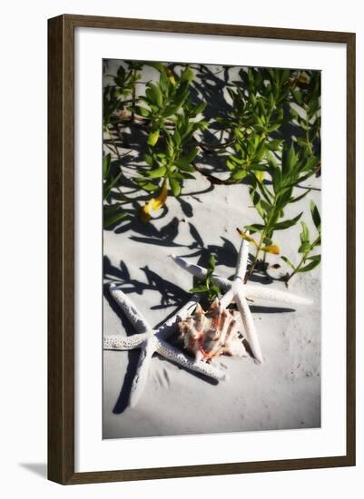 Shells by the Sea III-Alan Hausenflock-Framed Photographic Print
