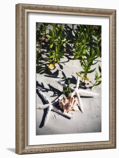 Shells by the Sea III-Alan Hausenflock-Framed Photographic Print