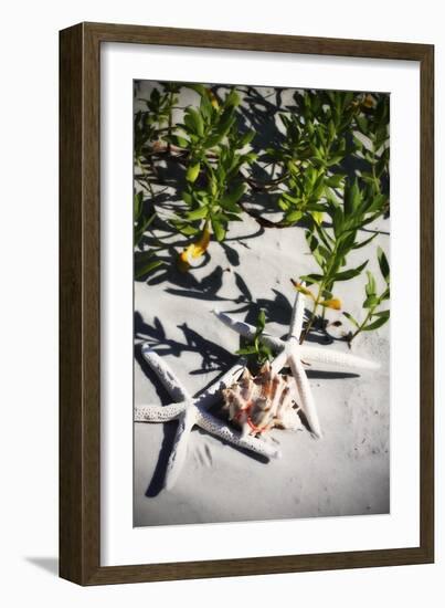 Shells by the Sea III-Alan Hausenflock-Framed Photographic Print