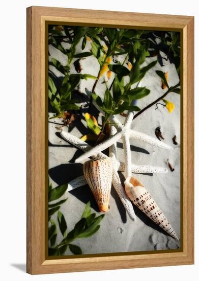 Shells by the Sea IV-Alan Hausenflock-Framed Premier Image Canvas