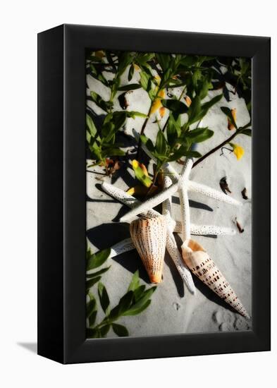 Shells by the Sea IV-Alan Hausenflock-Framed Premier Image Canvas