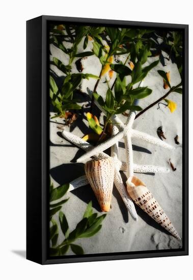 Shells by the Sea IV-Alan Hausenflock-Framed Premier Image Canvas