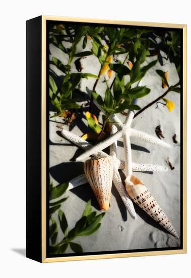 Shells by the Sea IV-Alan Hausenflock-Framed Premier Image Canvas