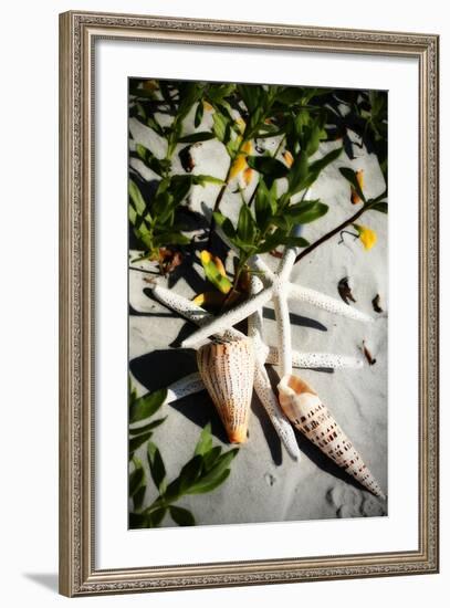 Shells by the Sea IV-Alan Hausenflock-Framed Photographic Print