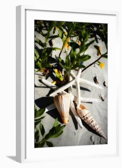 Shells by the Sea IV-Alan Hausenflock-Framed Photographic Print