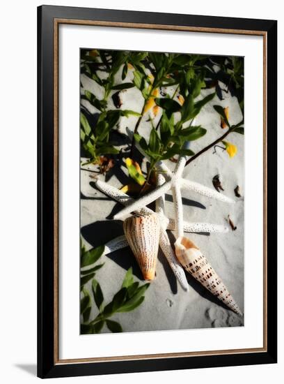 Shells by the Sea IV-Alan Hausenflock-Framed Photographic Print