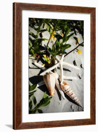 Shells by the Sea IV-Alan Hausenflock-Framed Photographic Print