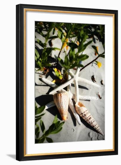 Shells by the Sea IV-Alan Hausenflock-Framed Photographic Print