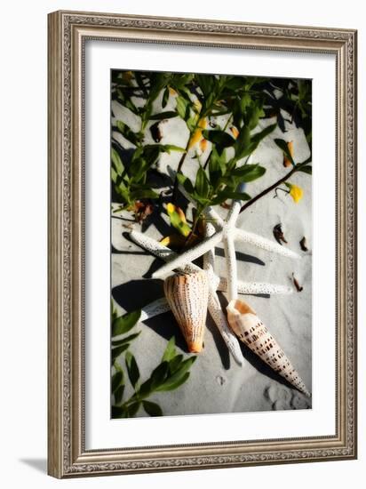 Shells by the Sea IV-Alan Hausenflock-Framed Photographic Print