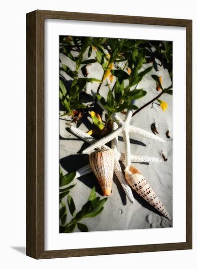Shells by the Sea IV-Alan Hausenflock-Framed Photographic Print