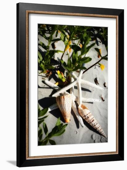 Shells by the Sea IV-Alan Hausenflock-Framed Photographic Print