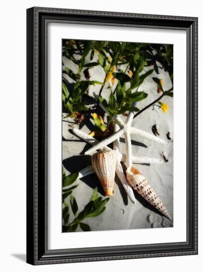 Shells by the Sea IV-Alan Hausenflock-Framed Photographic Print