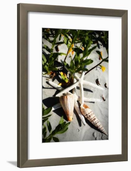 Shells by the Sea IV-Alan Hausenflock-Framed Photographic Print