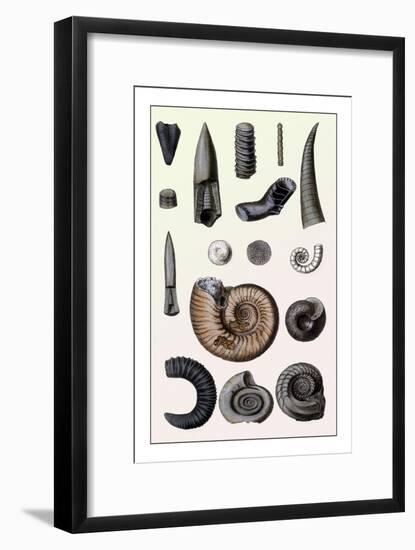 Shells: Cephalopoda-G.b. Sowerby-Framed Art Print