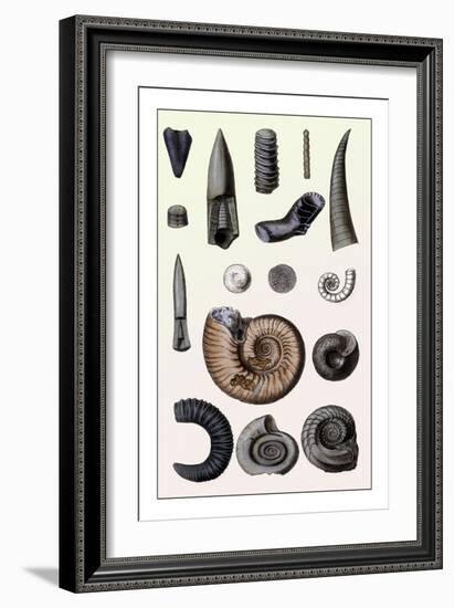 Shells: Cephalopoda-G.b. Sowerby-Framed Art Print