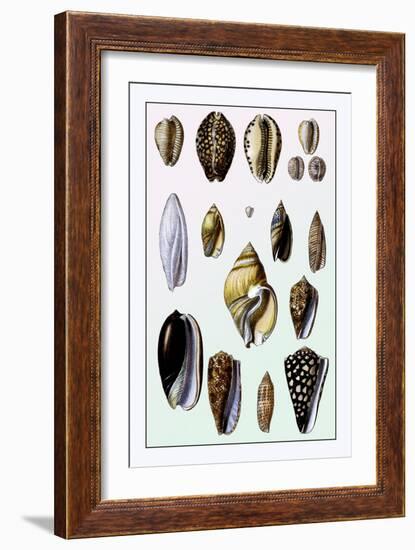 Shells: Convoltae and Orthocerata-G.b. Sowerby-Framed Art Print