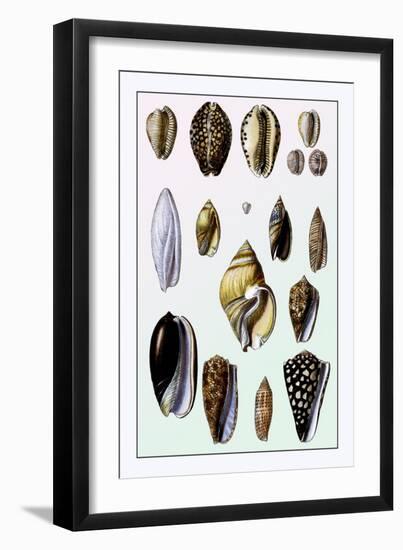 Shells: Convoltae and Orthocerata-G.b. Sowerby-Framed Art Print