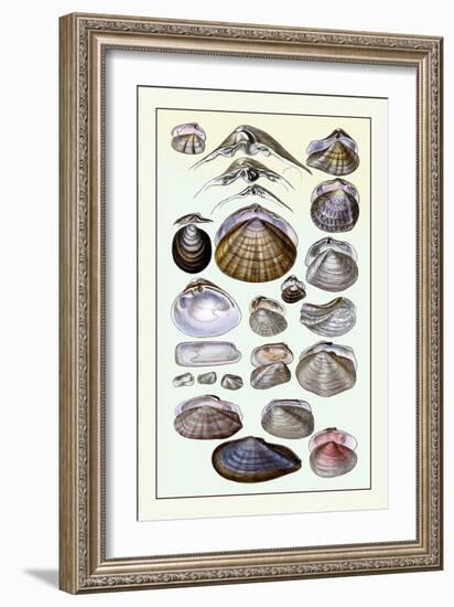 Shells: Dimyaria-G.b. Sowerby-Framed Art Print