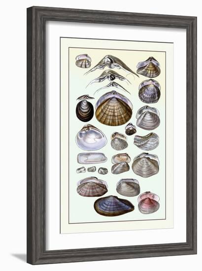 Shells: Dimyaria-G.b. Sowerby-Framed Art Print