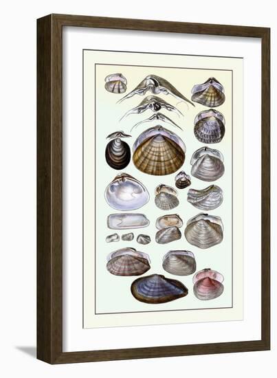 Shells: Dimyaria-G.b. Sowerby-Framed Art Print