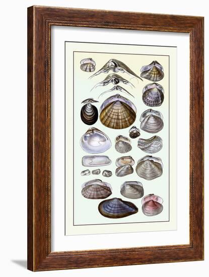 Shells: Dimyaria-G.b. Sowerby-Framed Art Print