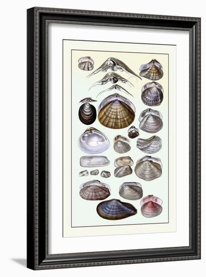 Shells: Dimyaria-G.b. Sowerby-Framed Art Print