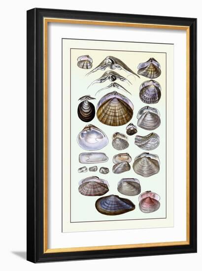 Shells: Dimyaria-G.b. Sowerby-Framed Art Print