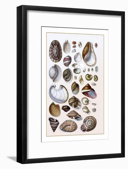 Shells: Gasteropoda and Trachelipoda-G.b. Sowerby-Framed Art Print