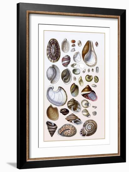 Shells: Gasteropoda and Trachelipoda-G.b. Sowerby-Framed Art Print