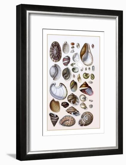 Shells: Gasteropoda and Trachelipoda-G.b. Sowerby-Framed Art Print