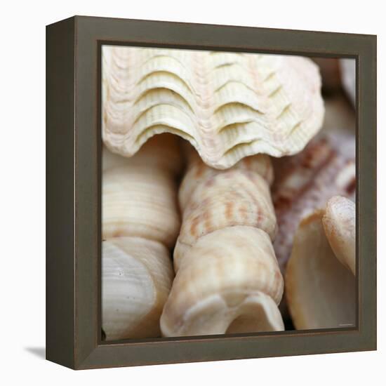 Shells I-Nicole Katano-Framed Stretched Canvas